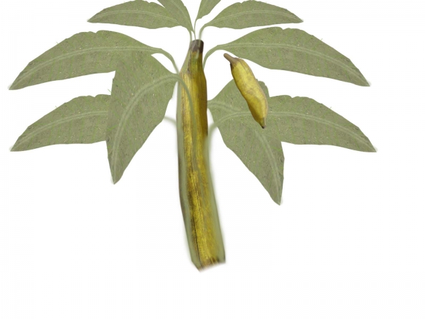 Creation of Plant with banana: Step 4